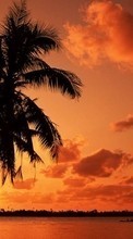 Море, Пальмы, Пейзаж, Закат для Vivo X51 5G