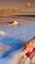 Море, Пейзаж, Пляж, Ракушки, Вода для Lenovo K900