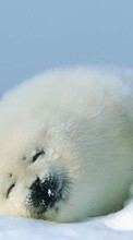 Морские котики, Снег, Животные, Зима для BlackBerry Storm 9530