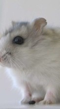 Мыши, Животные для HTC One V