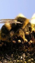 Насекомые,Пчелы для Samsung Galaxy S4 mini