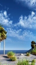 Небо, Пальмы, Пейзаж для Samsung Galaxy Music Duos