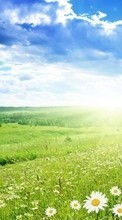 Небо, Пейзаж, Ромашки, Трава для Sony Xperia TX