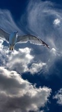 Небо,Птицы,Животные для Samsung Galaxy S2 Plus