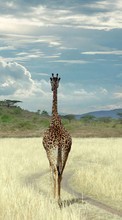 Небо, Жирафы, Животные для BlackBerry Q5