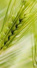 Объекты,Пшеница для LG G Pad 8.0 V490