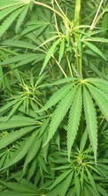 Новые обои на телефон скачать бесплатно: Конопля (Cannabis), Растения.