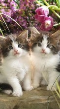 Новые обои на телефон скачать бесплатно: Кошки (Коты, Котики), Животные.