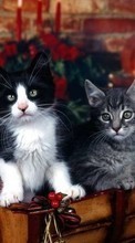 Новые обои на телефон скачать бесплатно: Кошки (Коты, Котики), Животные.