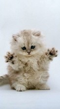 Кошки (Коты, Котики),Животные для LG Nexus 5X