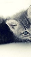 Кошки (Коты, Котики),Животные для Meizu MX4