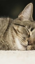 Кошки (Коты, Котики),Животные для Samsung Galaxy Core Advance