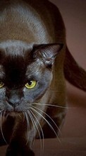 Кошки (Коты, Котики),Животные для HTC Desire 826