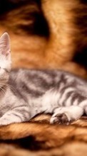 Кошки (Коты, Котики),Животные для HTC Explorer
