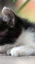 Кошки (Коты, Котики),Животные для Sony Xperia 5 II