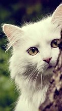 Кошки (Коты, Котики),Животные для HTC Desire 601