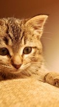 Новые обои на телефон скачать бесплатно: Кошки (Коты, Котики),Животные.