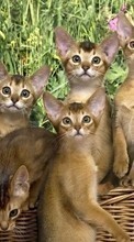 Кошки (Коты, Котики),Животные для LG Spirit H420