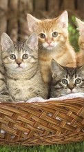 Новые обои на телефон скачать бесплатно: Кошки (Коты, Котики),Животные.