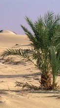 Новые обои на телефон скачать бесплатно: Пальмы, Пейзаж, Песок, Пустыня, Растения.
