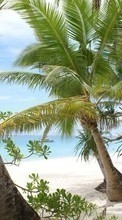 Пальмы,Пейзаж,Пляж для LG Optimus Vu