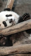 Новые обои на телефон скачать бесплатно: Панды, Животные.