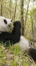 Новые обои на телефон скачать бесплатно: Панды,Животные.