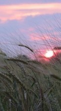 Пейзаж, Поля, Пшеница, Закат для HTC Rhyme