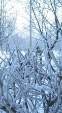 Пейзаж, Снег, Кусты, Зима для Samsung D900