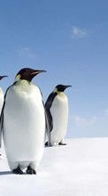 Новые обои на телефон скачать бесплатно: Пингвины,Птицы,Животные.