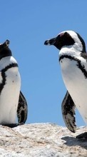Новые обои 720x1280 на телефон скачать бесплатно: Пингвины, Птицы, Животные.
