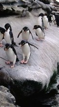 Пингвины, Животные