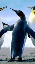Новые обои на телефон скачать бесплатно: Пингвины,Животные.