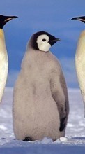 Новые обои на телефон скачать бесплатно: Пингвины, Животные, Зима.