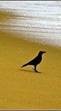 Пляж, Птицы, Вороны, Животные для Sony Xperia C