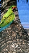 Попугаи, Птицы, Животные для Apple iPhone 3G