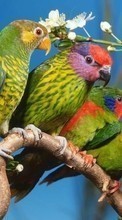 Попугаи, Птицы, Животные для HTC Desire V