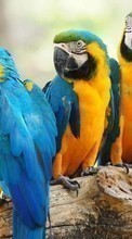 Попугаи,Птицы,Животные для HTC One M9