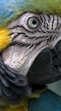 Попугаи, Птицы, Животные для Sony Xperia P