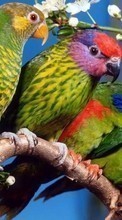 Попугаи,Птицы,Животные для Huawei Mate 40 Pro
