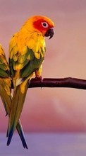 Попугаи,Птицы,Животные для HTC HD7