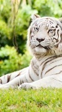 Новые обои 128x160 на телефон скачать бесплатно: Природа, Тигры, Животные.