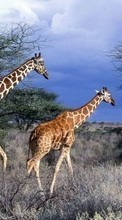 Новые обои на телефон скачать бесплатно: Природа,Жирафы,Животные.