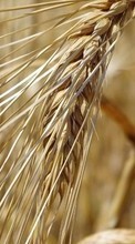 Пшеница, Растения для Apple iPhone 6s