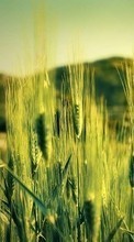 Новые обои 1080x1920 на телефон скачать бесплатно: Пшеница, Растения.