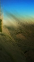Пшеница,Растения