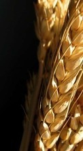 Пшеница, Растения для HTC Desire HD