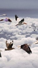 Птицы,Рисунки,Животные для LG Nexus 5X