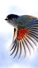Птицы, Животные для HTC EVO 4G