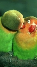 Птицы,Животные для Nokia Lumia 520